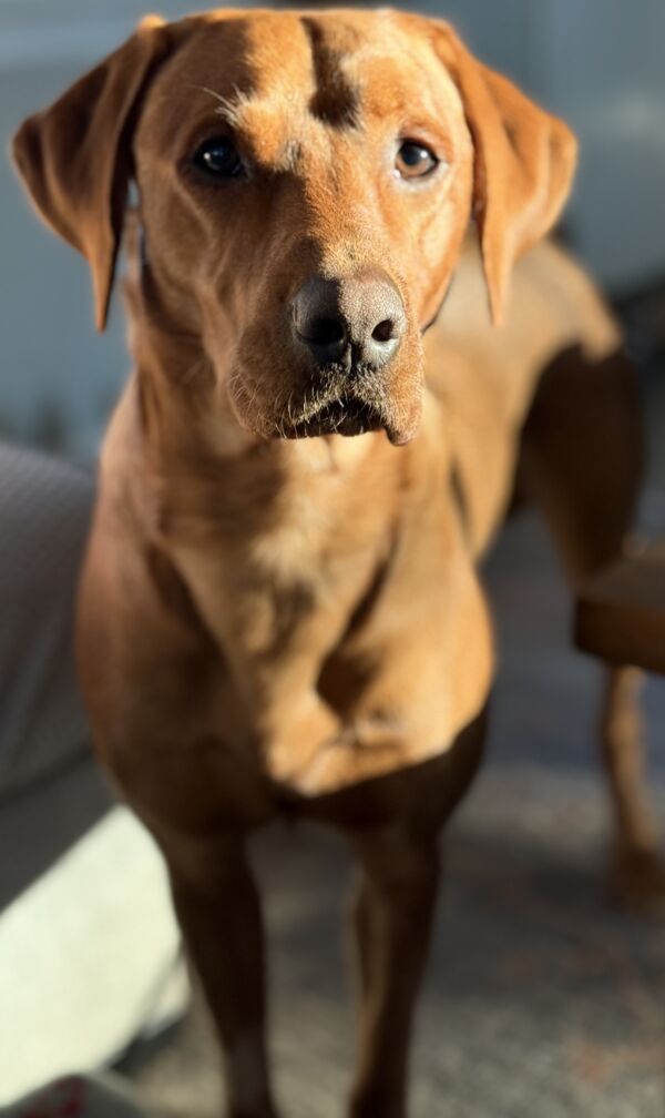 Hank