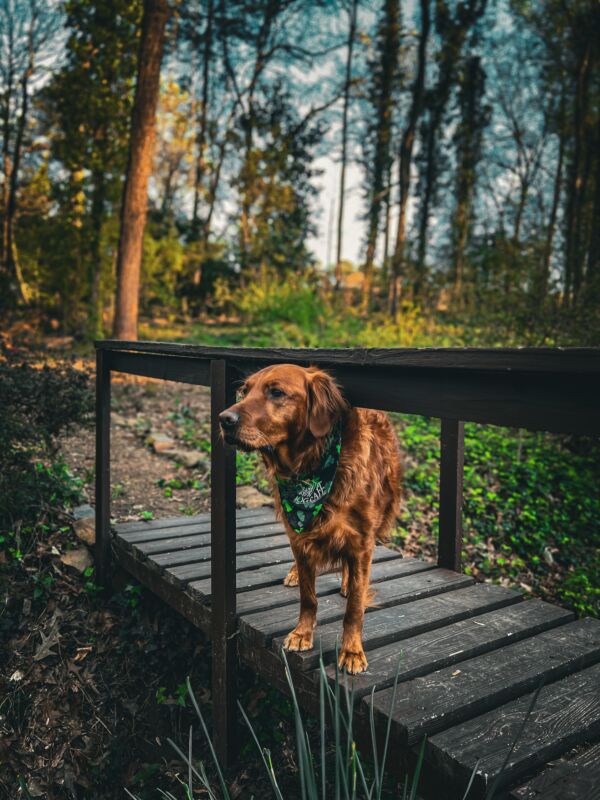 Buddy