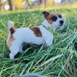 Scout