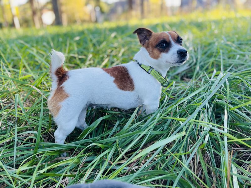Scout