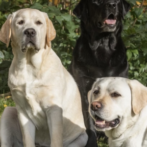 Pixel, Etta n Max
