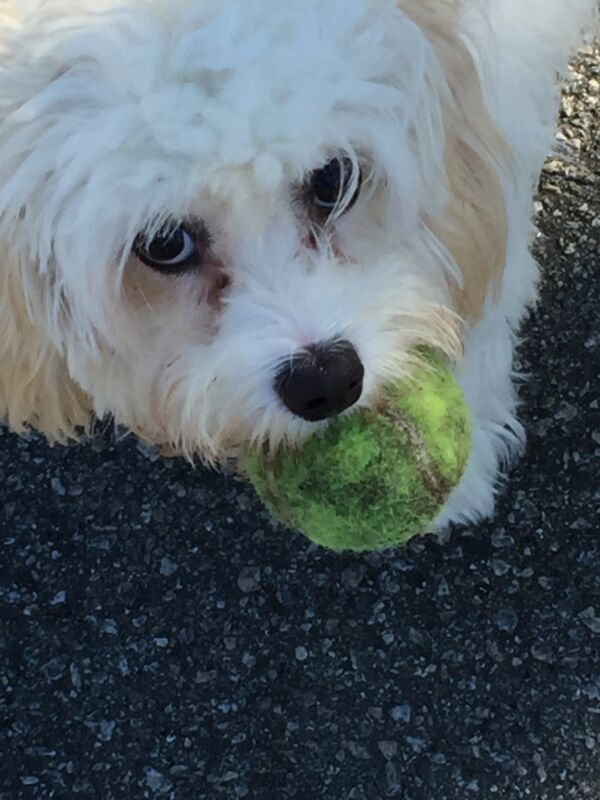 Letti The Yeti