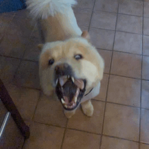 Aslan