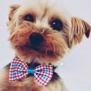 Wilbur