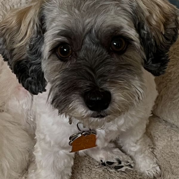 Lucy