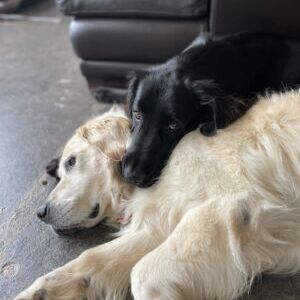 Striker & Crash