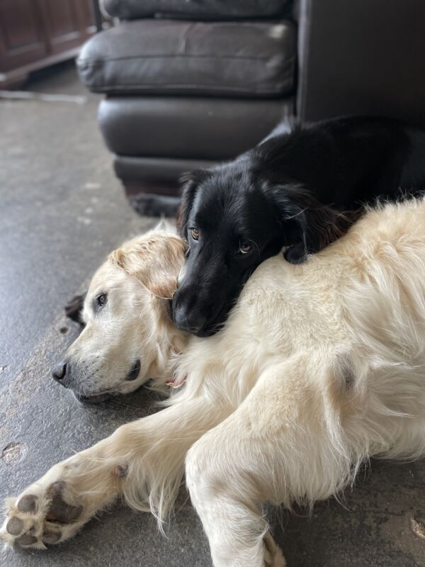 Striker & Crash