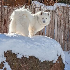 Miska