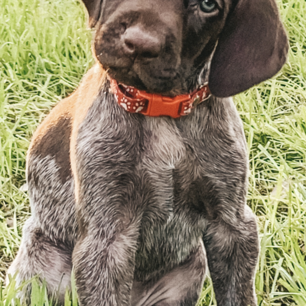Dixie