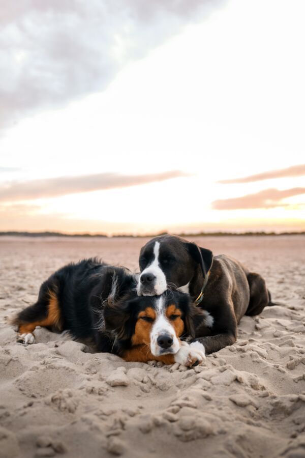 Lulu & Pippin