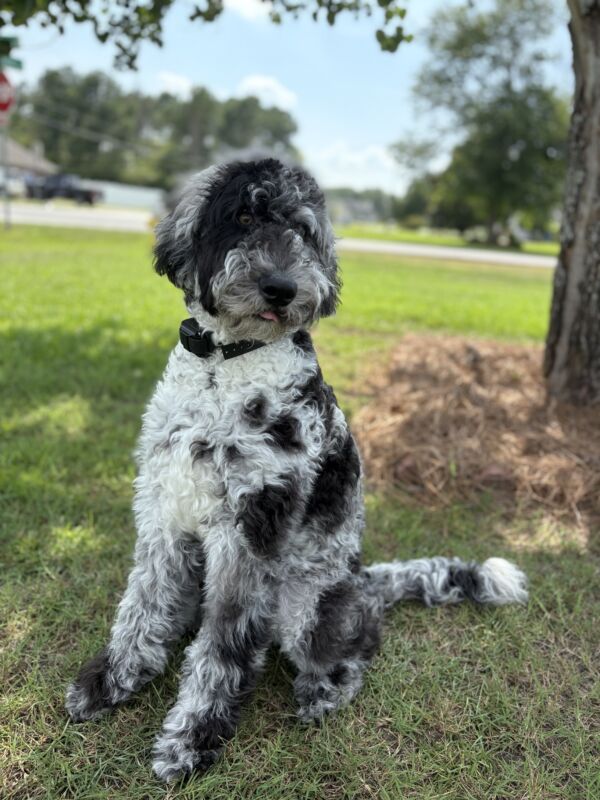 Merle