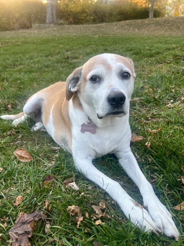 Bailey