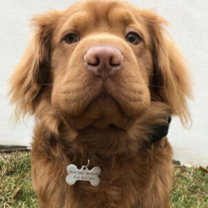 Hank