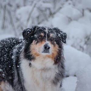 Kona