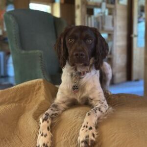 Fergus