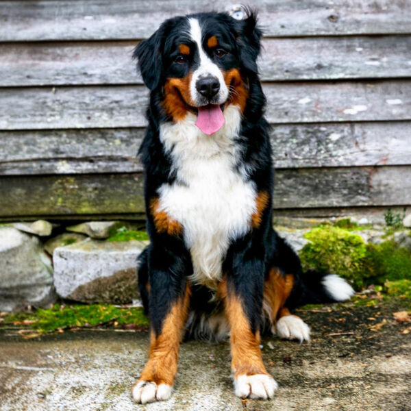 Braxton