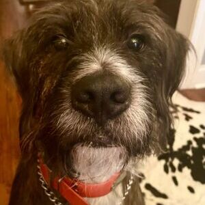 Huckleberry