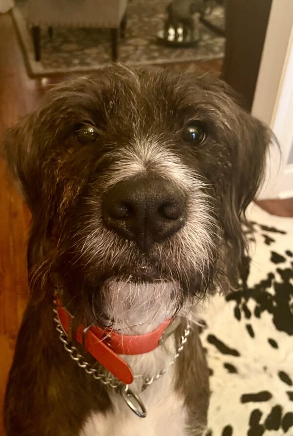 Huckleberry