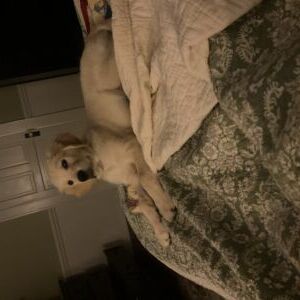 Jack