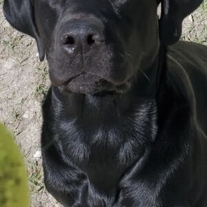 Ruger