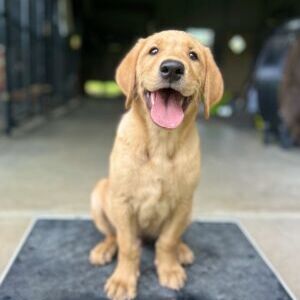 Whiskey