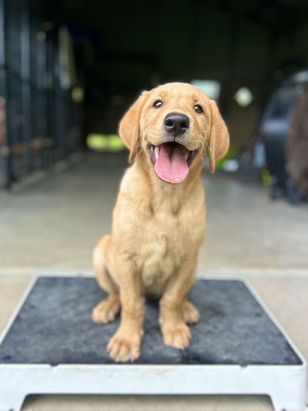 Whiskey