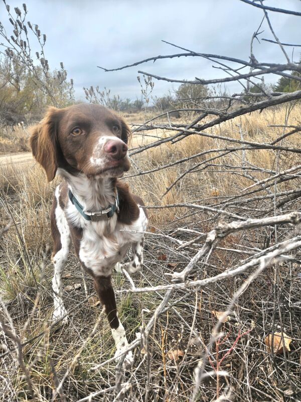 Toby