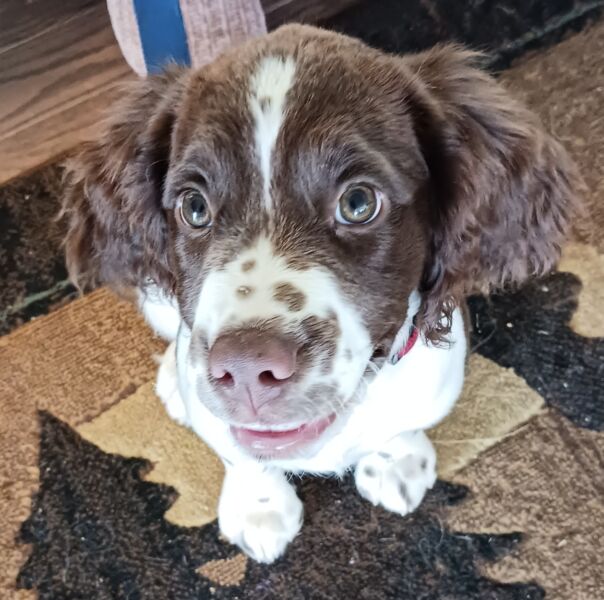 Hamish