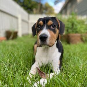 Goose