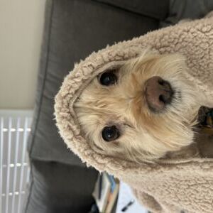 Willow
