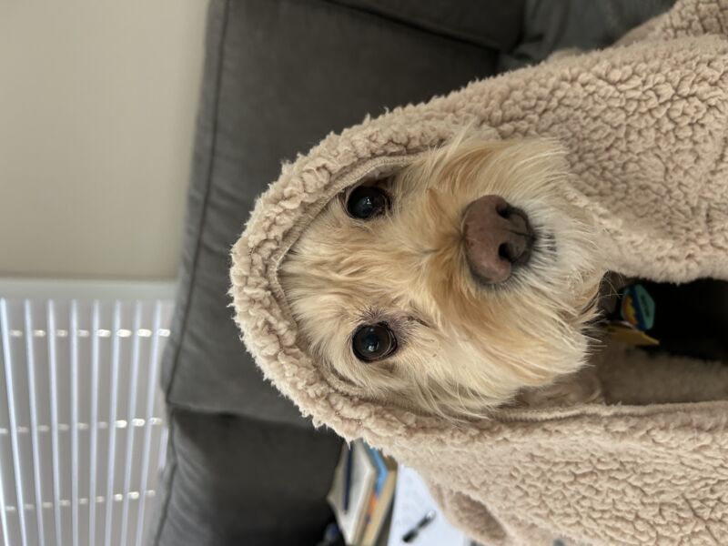 Willow