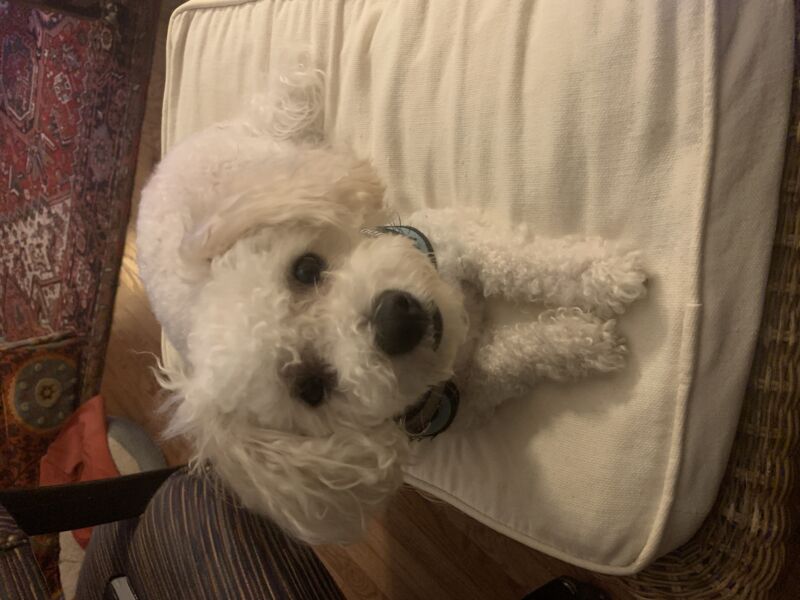 Buddy