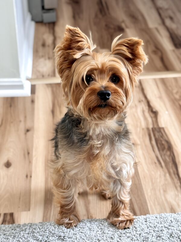 Ozzie