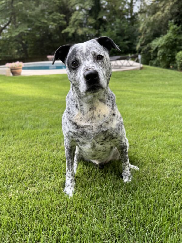 Scout