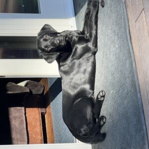 Duchess