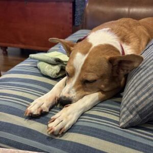 Molly Girl