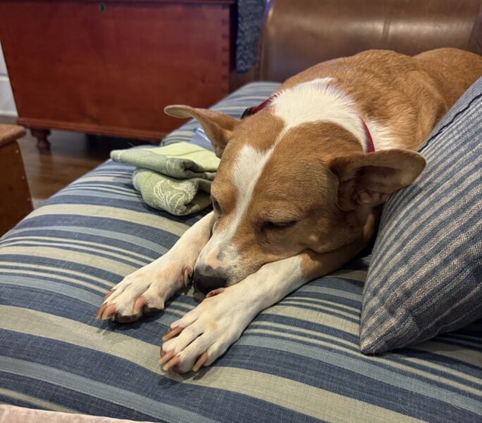 Molly Girl