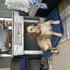 Gander