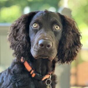 Aksel