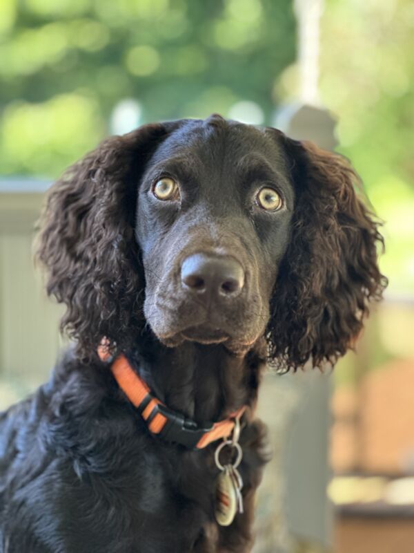 Aksel
