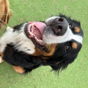 Bruno