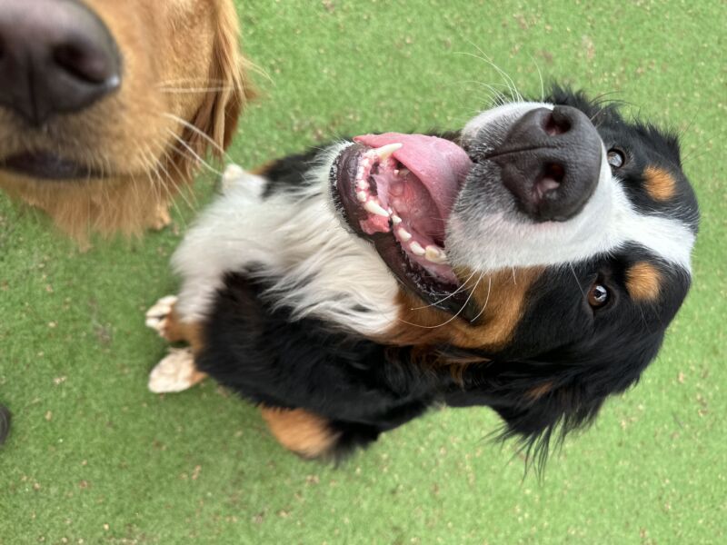 Bruno