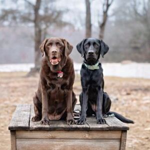 Mocha Mocha Latte & Dolly