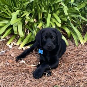 Otis