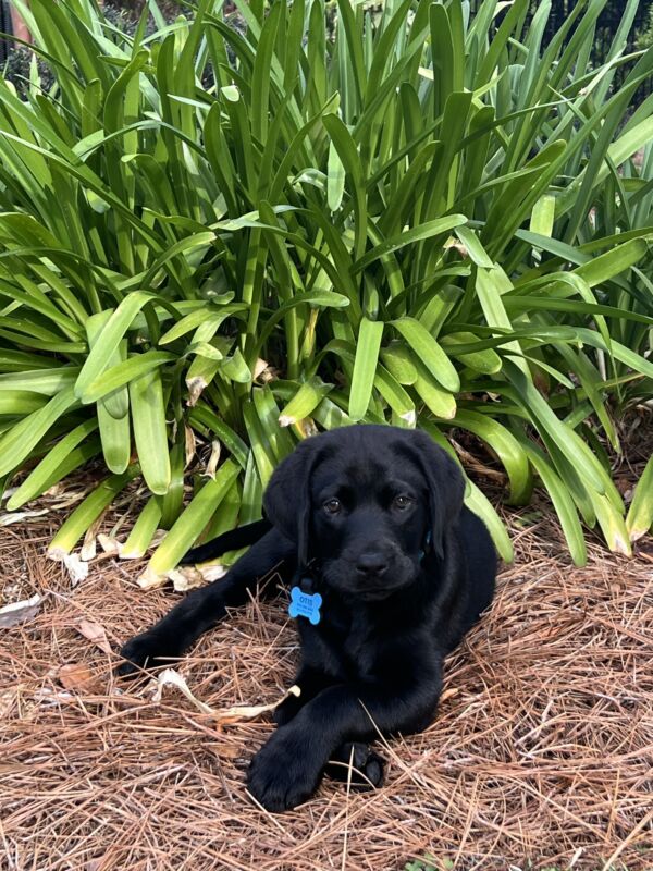 Otis