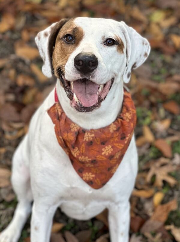 Rosie