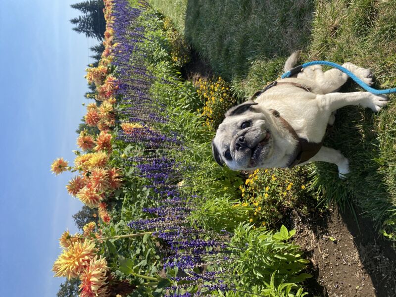 Otis