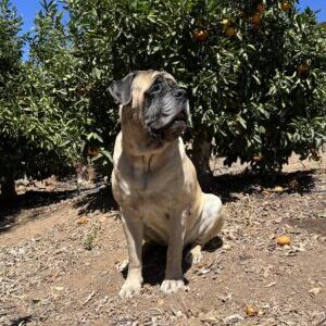 The Colonel (guarding the groves at the ranch pic)