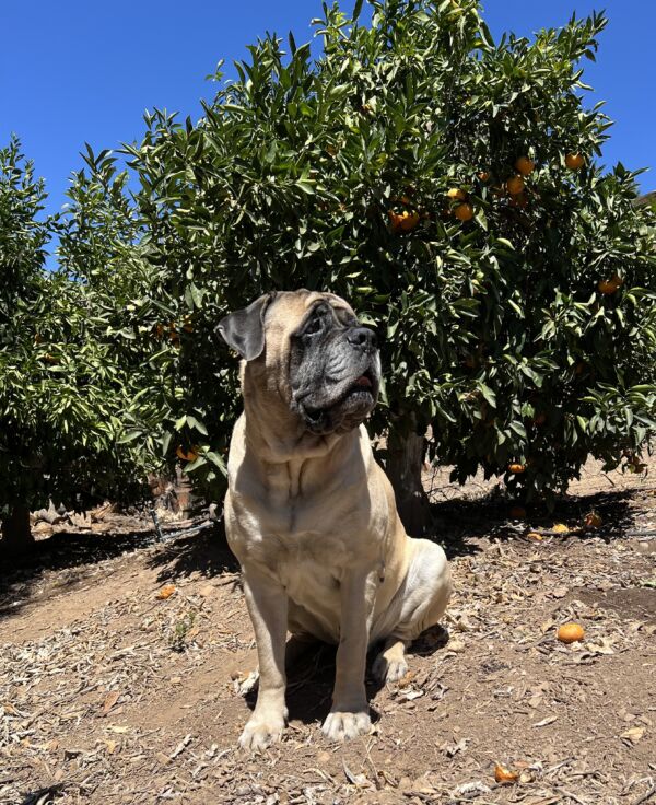The Colonel (guarding the groves at the ranch pic)