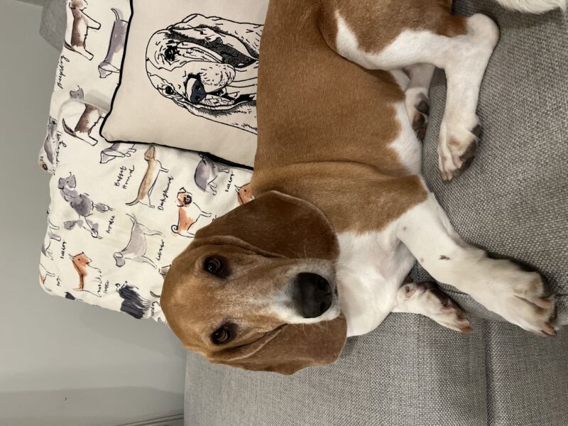 Simon